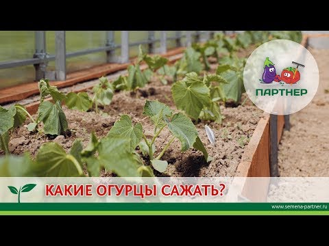 Видео: КАКИЕ ОГУРЦЫ САЖАТЬ?