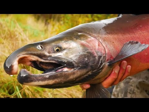 Видео: ЭПИЧЕСКАЯ РЫБАЛКА НА КУЧУ - ПОБЕДА НА Твичинг-джиг! (Подводные поклёвки ЗАПЕЧАТЛЕНЫ!)