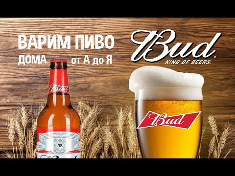 Видео: Варим пиво Bud. Варим пиво дома. Bud.