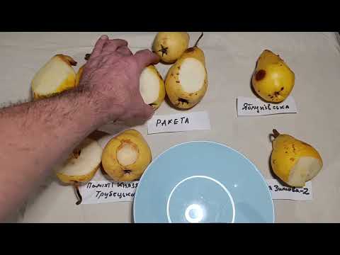 Видео: Груші в середині січня.