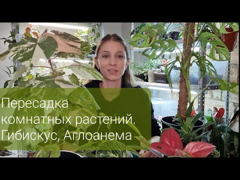 Видео: Большая пересадка комнатных растений. Гибискус, Аглоанема, Монстера