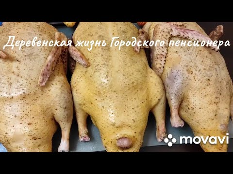 Видео: Индоутки. Сколько мяса можно получить за сезон от 4х индоуточек родительского стада. Стоимость мяса.
