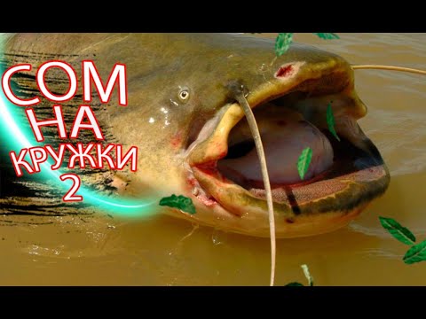 Видео: СОМ НА ПОСТАВУШКИ   2 часть