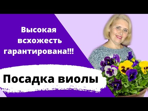 Видео: Посев виолы. Отличный результат гарантирован!!!