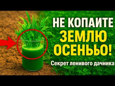 Видео: НЕ КОПАЙТЕ землю осенью! Этот «коктейль» из сидератов — секрет ленивого дачника, который заменит и