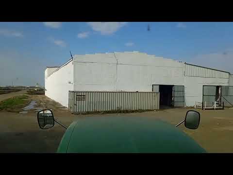 Видео: Кукуруза сохнет,Вес уменьшается, торопится нужно