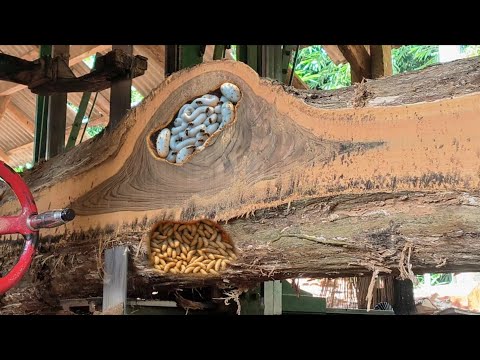 Видео: Открытие очень красивой и высококачественной тиковой древесины на лесопилке