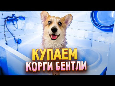 Видео: Купаем корги Бентли! И не только....