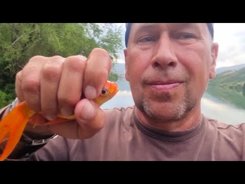 Видео: Крит РЫБАЛКА ЗОЛОТАЯ РЫБКА 2022 Crete Fishing Goldfish