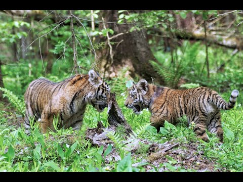 Видео: Первый выпуск тигрят Амура и Тимура в большой парк 23 мая 2023 г.