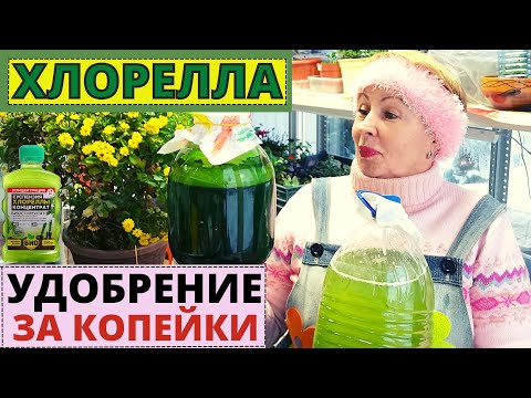 Видео: Как сделать удобрение за копейки? ХЛОРЕЛЛА в домашних условиях