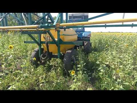 Видео: совка чуть не сожрала подсолнечник