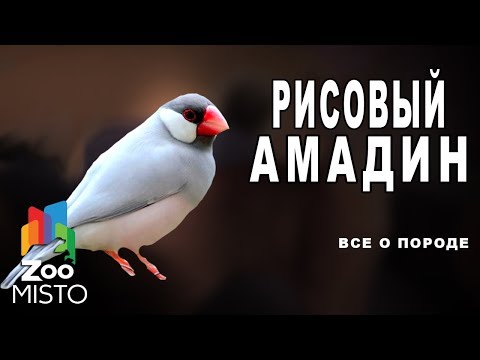 Видео: Рисовый Амадин - Все о виде птицы | Вид птицы - рисовый амадин