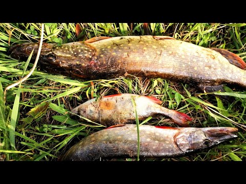 Видео: Р Судогда Щуки Окуня полно остановился на часок Г. Владимир
