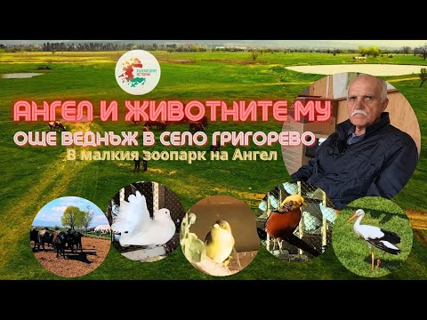 Видео: Още веднъж при биволите на Ангел.Ще видим и другите му животни.Ще опитаме истинска  биволска луканка