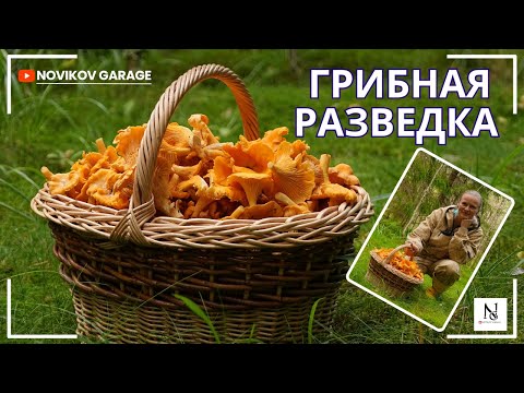 Видео: Грибная разведка 16 августа 2025. Выборгский район.