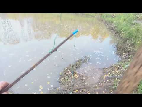 Видео: С  экранами  на  Таёжную  речку.