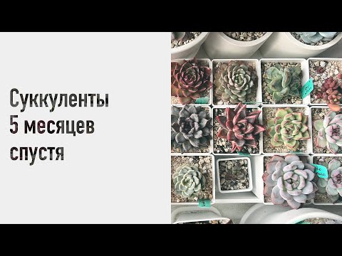 Видео: Суккуленты 5 месяцев спустя