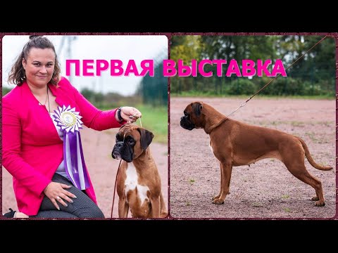 Видео: Первая выставка. Все щенки разъехались. Лучшая помощница в уборке дома.