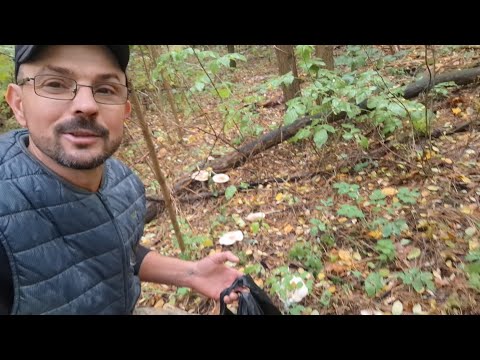 Видео: 🍄‍🟫Сіра рядовка‼️Рядочок 🍄‍🟫🍄‍🟫знайшов,нарізав і пішов‼️Хіба це гриби❓️