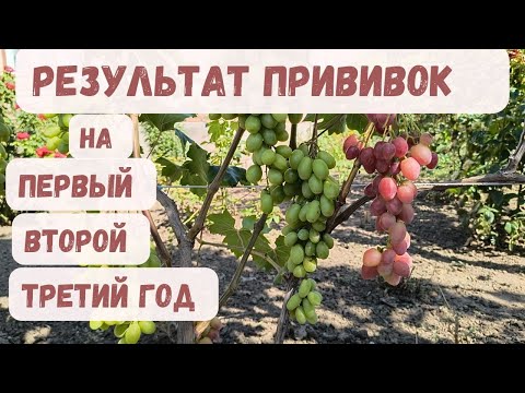 Видео: Результат прививок на 1 й , 2 й , 3 й год