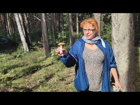 Видео: Сбор грибов - это маленькая жизнь