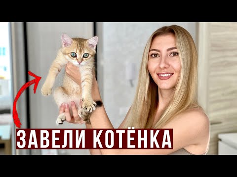 Видео: У НАС ПОЯВИЛСЯ КОТИК - ПЕРВАЯ ВСТРЕЧА, Как назвали? Его РЕАКЦИЯ, Британская шиншилла