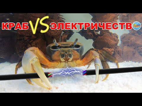 Видео: Радужный краб. Краба чуть не УБИЛО током! Устанавливаем внешний фильтр | Rainbow crab in an aquarium