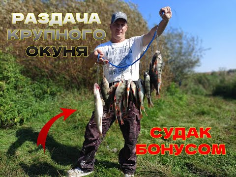 Видео: РЫБАЛКА НА БЕСПЛАТНОМ ВОДОЁМЕ, И СНОВА СУДАТ РАДУЕТ ПОКЛЁВКАМИ