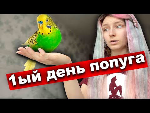 Видео: АДАПТАЦИЯ ПОПУГАЯ 🦜Попугай первый день дома | Карантин | Приручение | Купили волнистого попугая