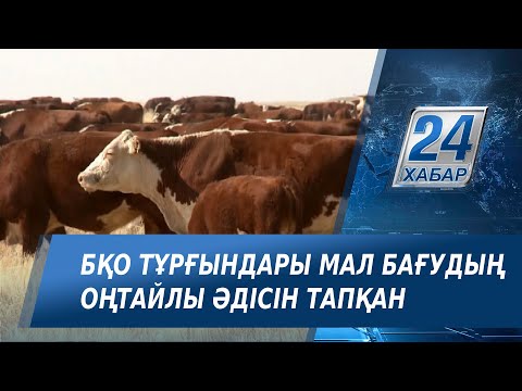 Видео: БҚО тұрғындары мал бағудың оңтайлы әдісін тапқан