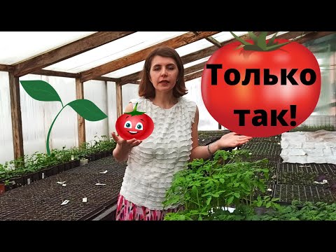 Видео: Рассаду томатов выращиваю только так!