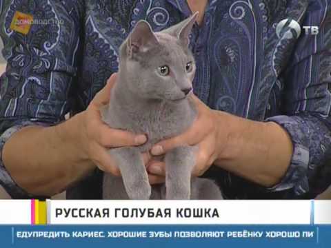 Видео: Русская голубая кошка