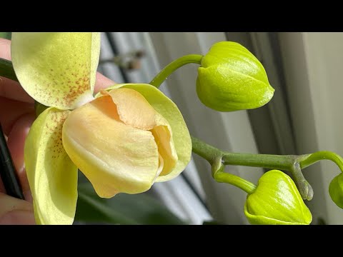 Видео: Август 🌞🍉Новые и полные роспуски орхидей бабочек и пелоров 🦋💛💛💛