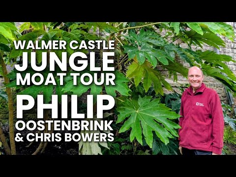 Видео: ТУР ПО ДЖУНГЛЯМ - Экскурсия по рву в джунглях замка Уолмер - Тропический сад