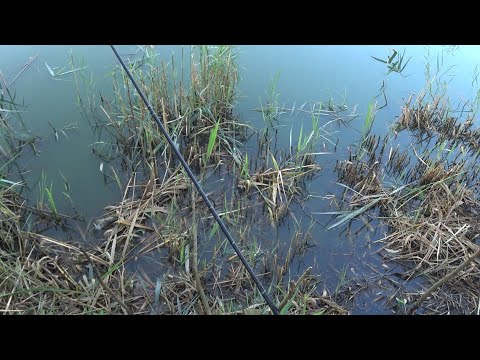 Видео: З поплавком на карася