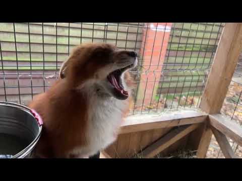 Видео: Игнис потихонечку просыпается #лисяо #животные #лиса #fox