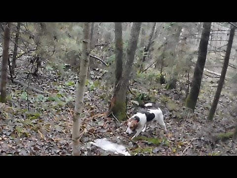 Видео: Эстонская гончая прихватила след молодого зайца беляка в хороших условиях для гона и довела до итога