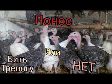 Видео: Понос у индюков//Лечение и профилактика