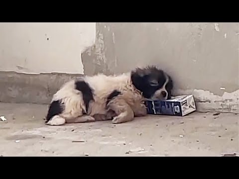 Видео: Больной бродячий щенок цепляется за пакет с молоком, ища поддержки, и умирает в одиночестве...