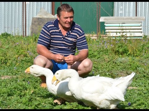 Видео: Гуси Шаповалова Игоря. Экспедиция по гусеводческим хозяйствам №1