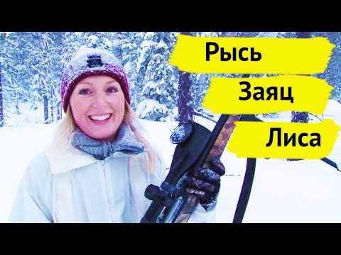 Видео: Охота на рысь, зайца и лису. Охотничьи приключения в Норвегии/NORDIC WILD HUNTER (Охотник и рыболов)