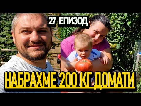 Видео: 200 КИЛОГРАМА ДОМАТИ от нашата градина! 🍅 + Ремонтите по къщата ни - живот на село с @didoikali