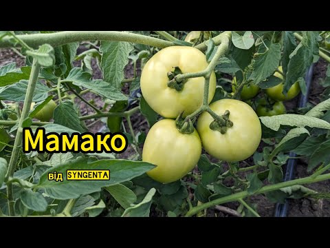 Видео: томат Мамако від Syngenta станом на 16.08.24. Також томати Райські свічки, Балерина, Хурма