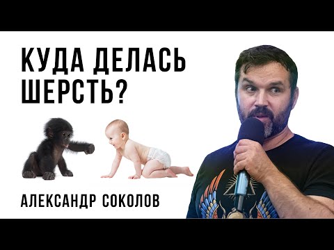 Видео: Куда делась шерсть? Александр Соколов