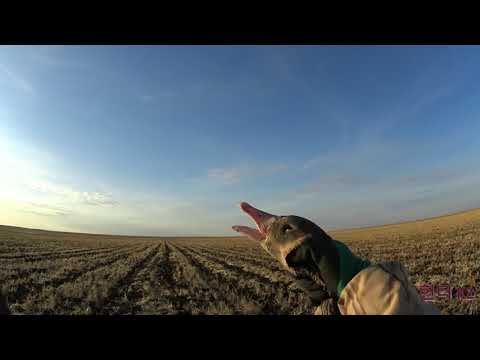 Видео: Охота на гуся 2025 год . Хороший налет!