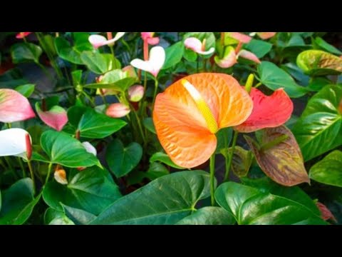 Видео: 🌱Антуриум. Размножение сигментами 🌱