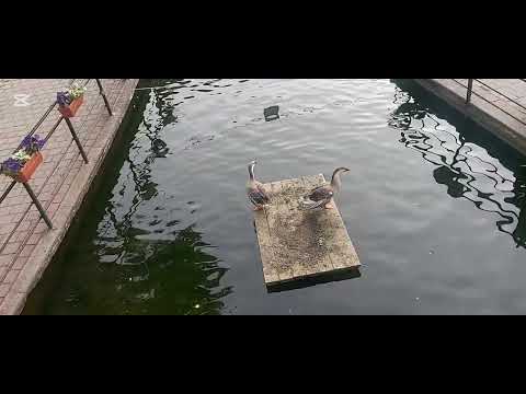 Видео: Велинград 09.2025 КЛЕПТУЗА 