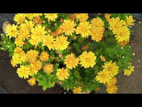Видео: Королева осени - хризантема. Начинаю готовить маточники для зимнего черенкования.