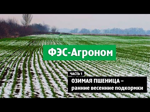 Видео: Озимая пшеница - ранние весенние подкормки